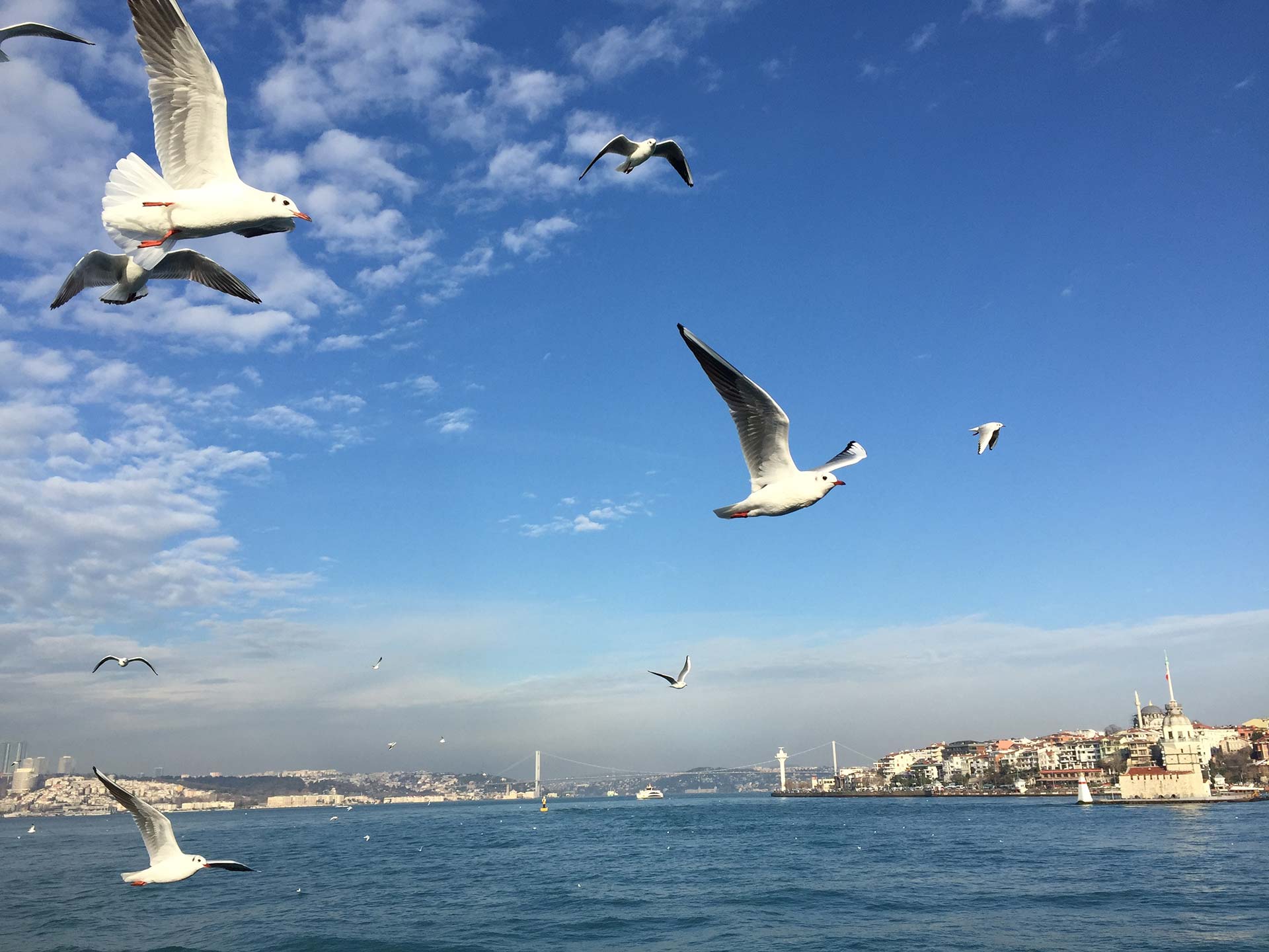 Seagulls, Bosphorous Istanbul